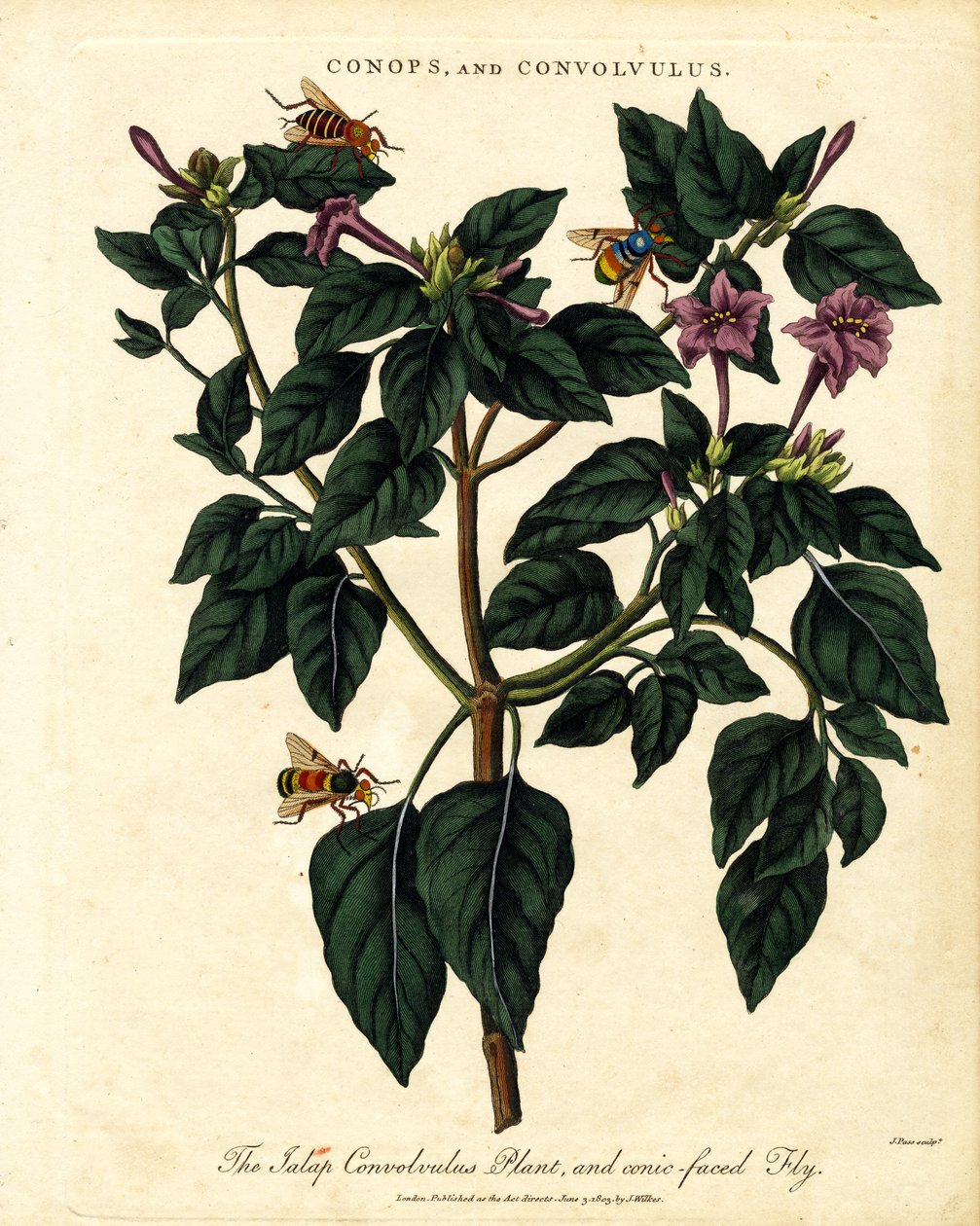 Jalap Convolvulus-planten og den kegleformede flue af John Pass