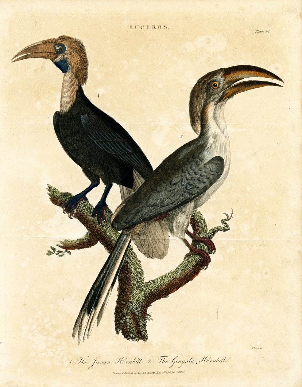 Javan-hornfugl og Gingala-hornfugl (Buceros) af John Pass