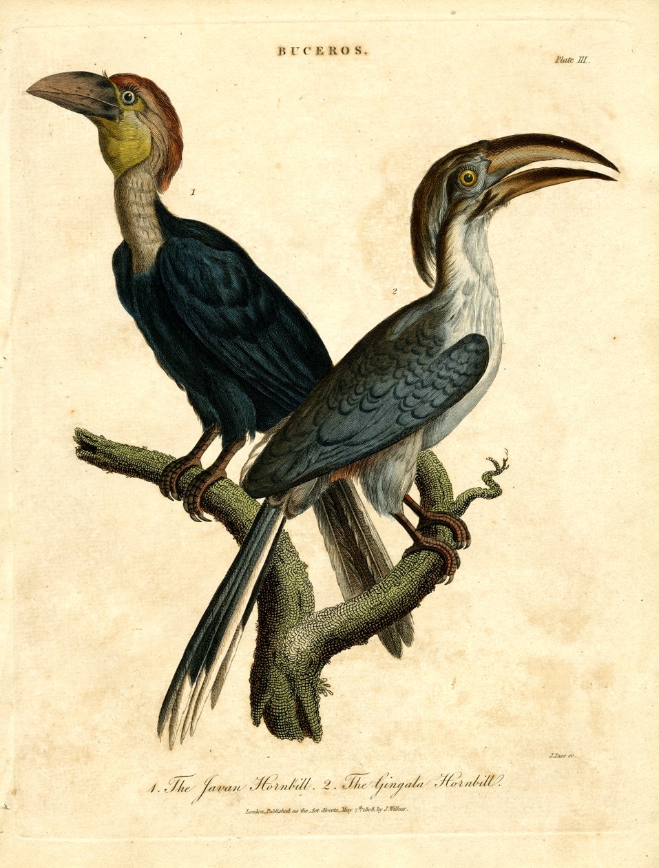 Javan Hornbill og Gingala Hornbill af John Pass