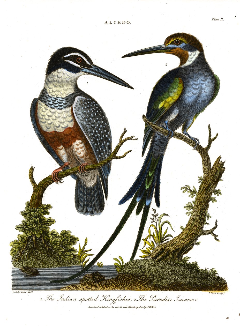 Isfugle (Alcedo): Indian spotted Kingfisher og Paradise Jacamar af John Pass