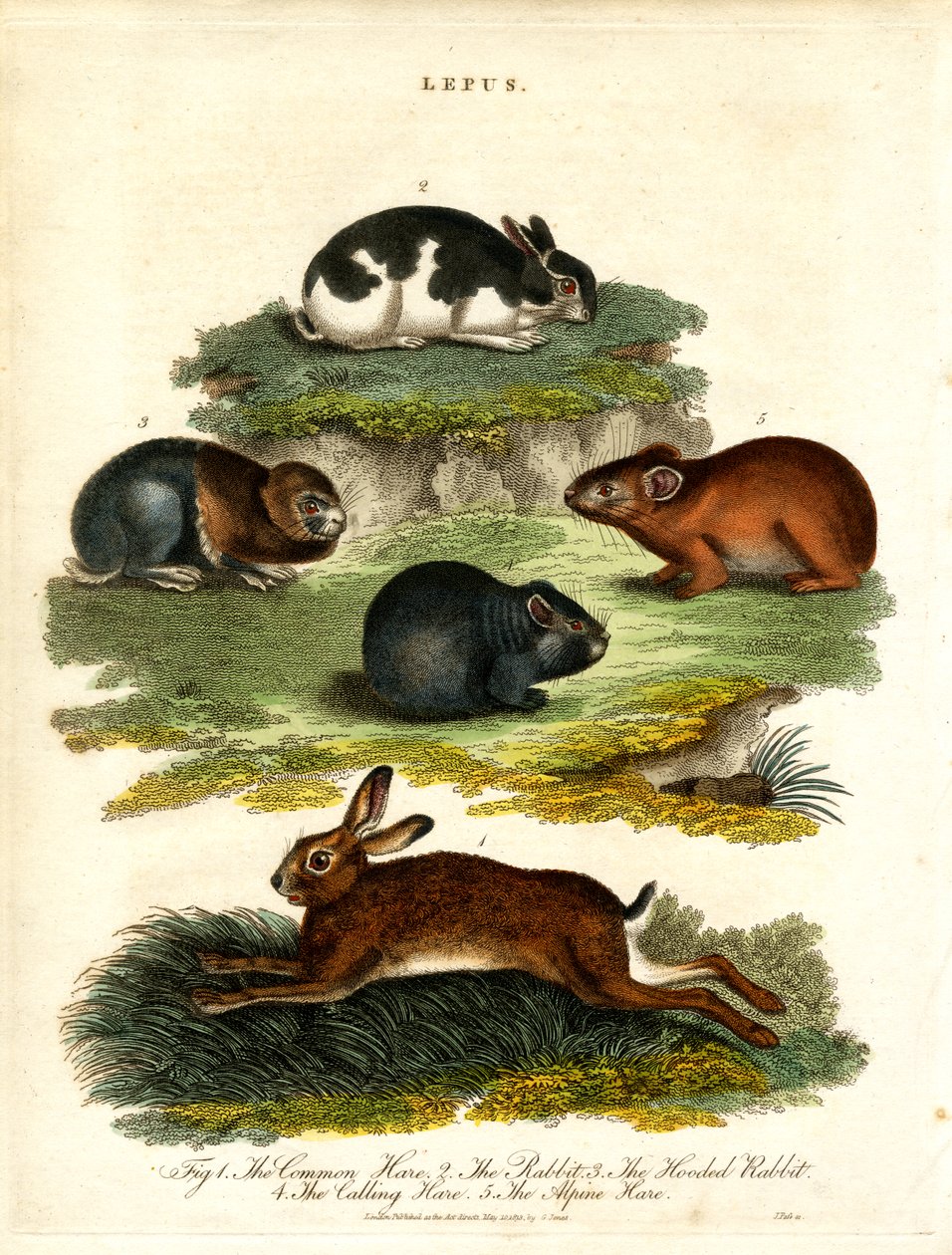 Lepus - Harer og gnavere af John Pass