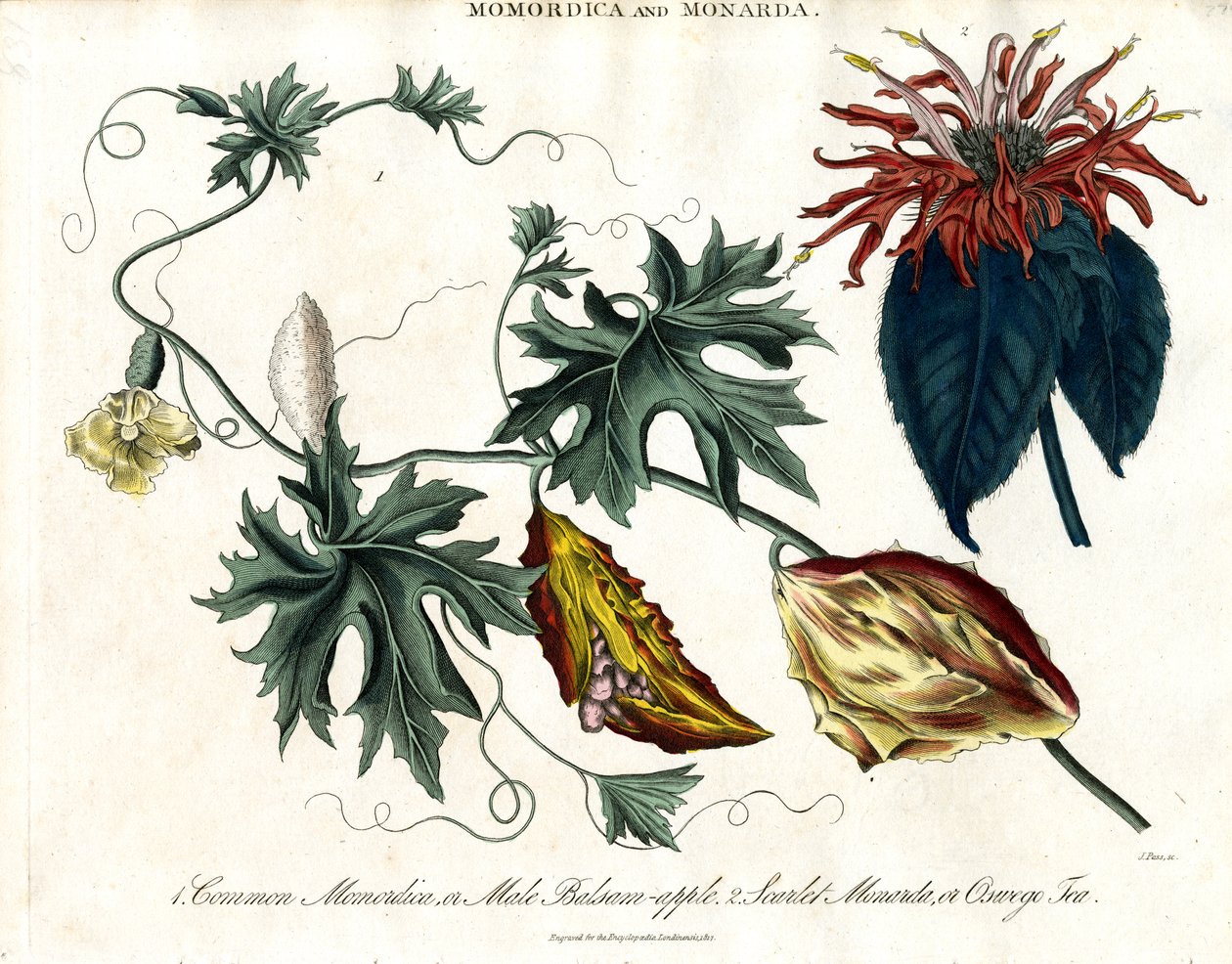 Momordica og Monarda af John Pass