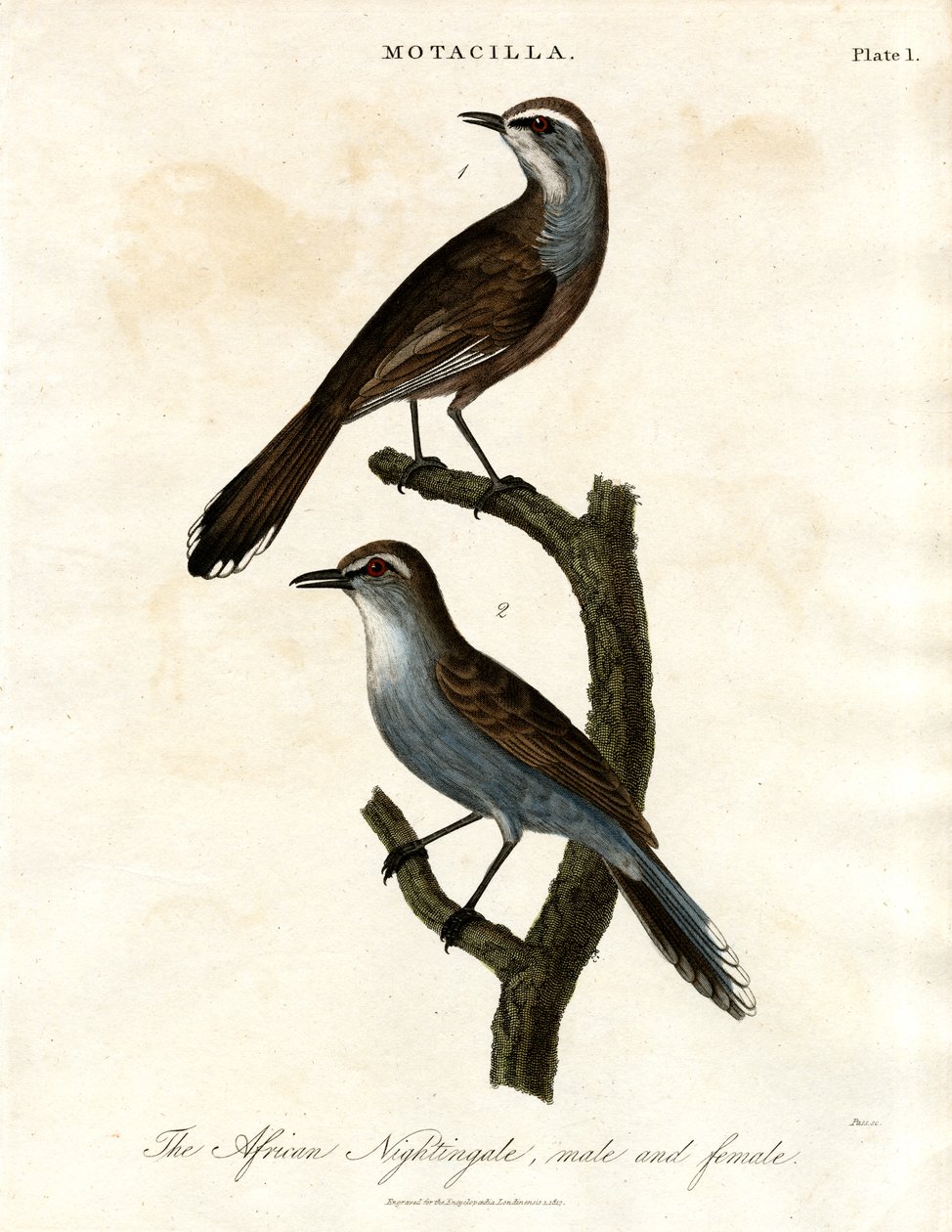 Motacilla - Afrikansk nattergal af John Pass