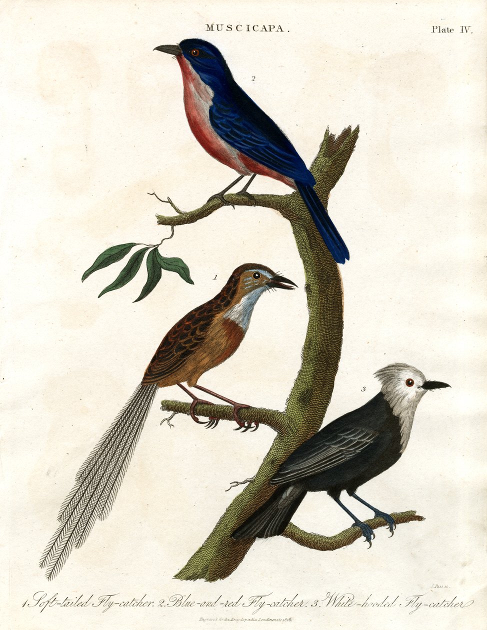 Muscicapa - Fluesnapper-arter af John Pass