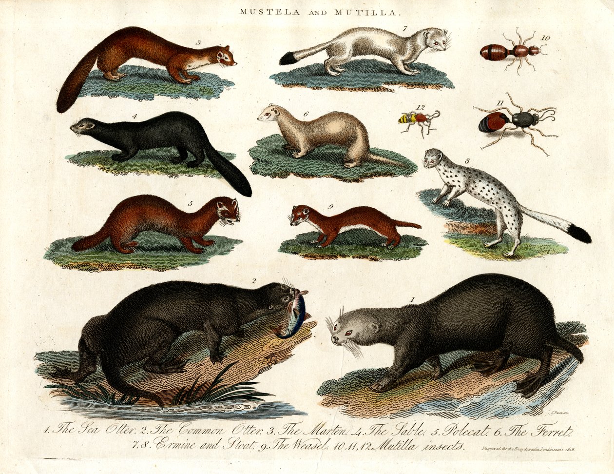 Mustela og Mutilla: Illustration af forskellige mustelider og Mutilla-insekter af John Pass