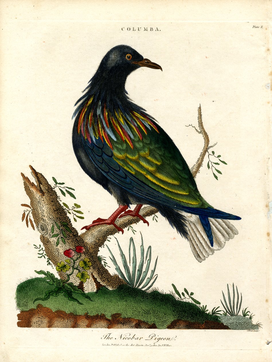 Nicobar-due (Columba) af John Pass