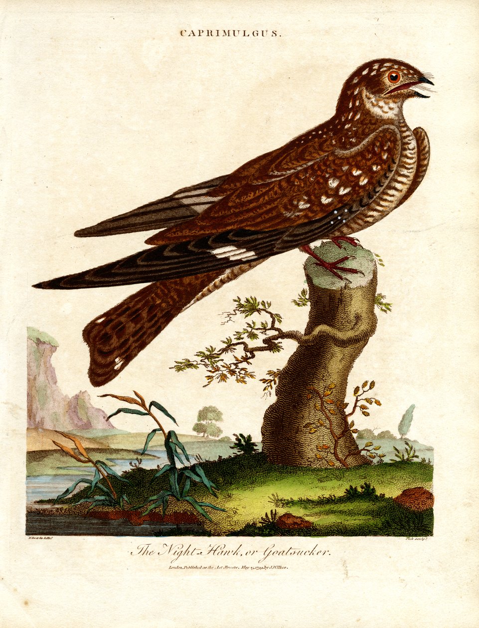 Natravn (Caprimulgus) af John Pass