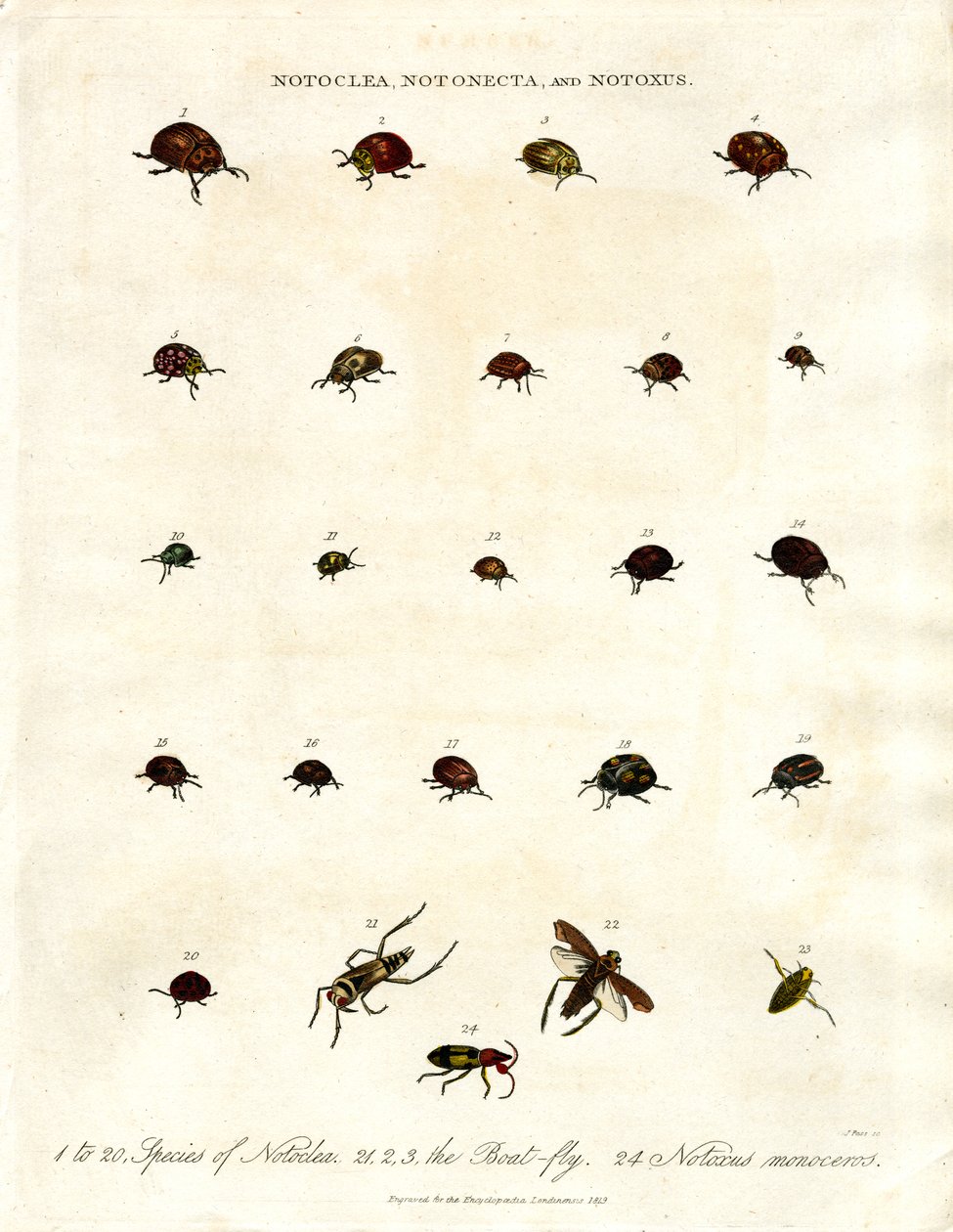 Notoclea;Notonecta;og Notoxus-biller af John Pass