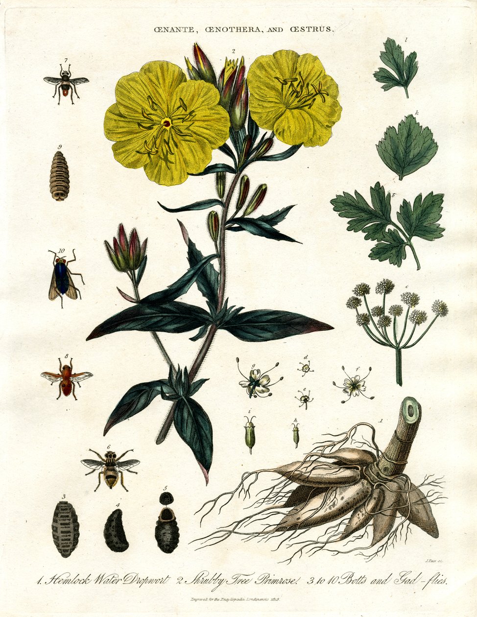 Oenanthe;Oenothera og Oestrus - Vanddråberod;Aftenpragtstjerne og fluer af John Pass