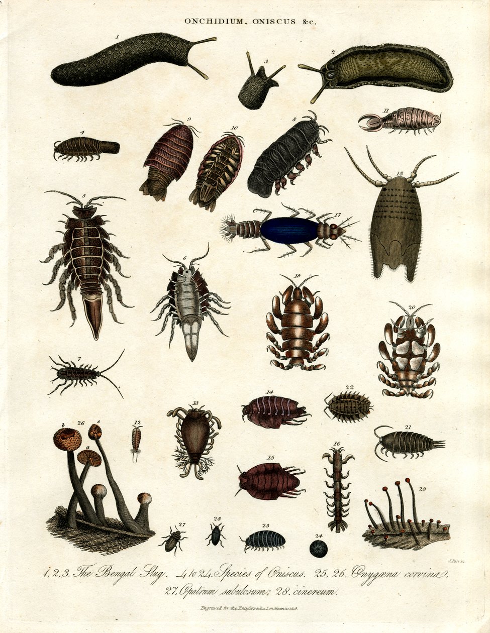 Onchidium;Oniscus og andre leddyr af John Pass