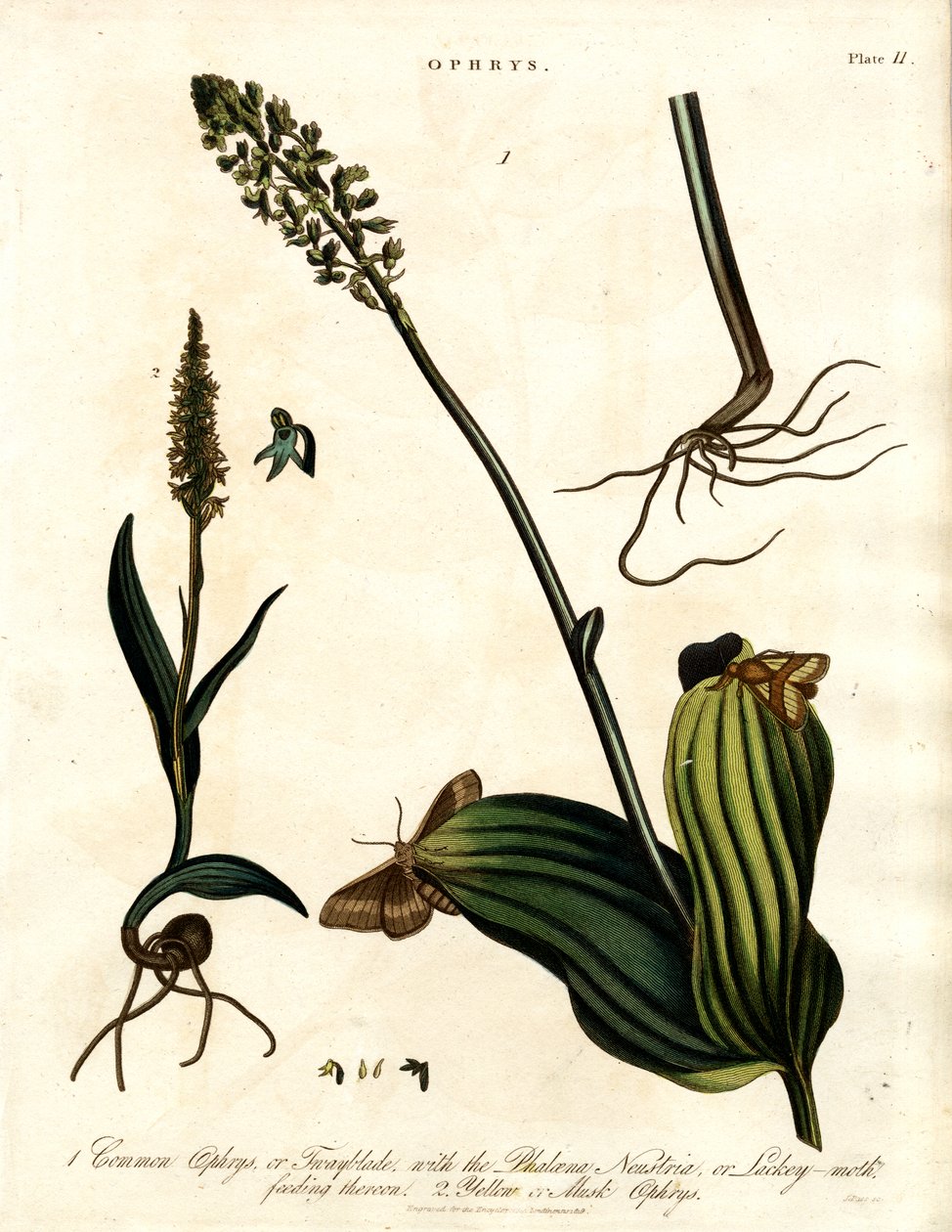 Ophrys-arter med møl af John Pass
