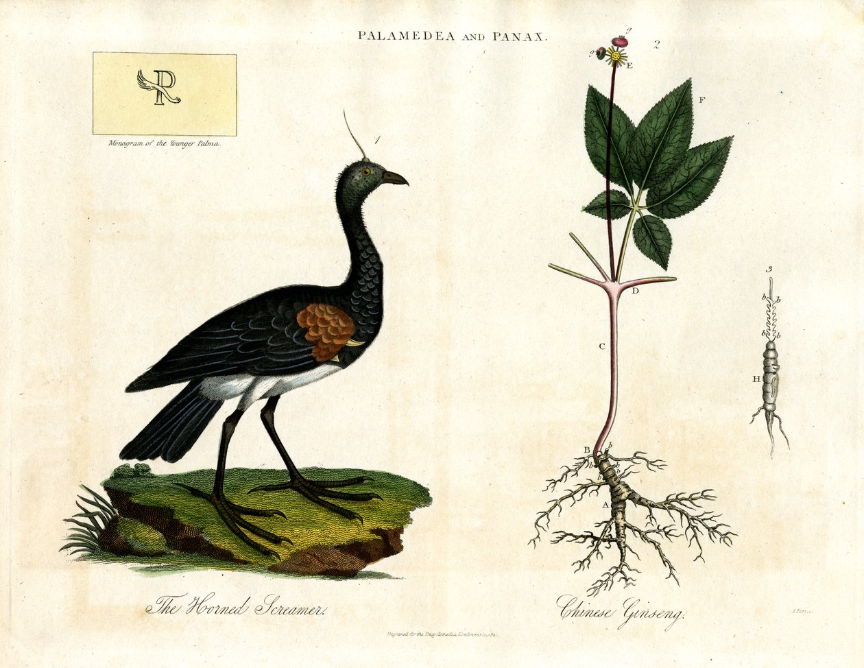 Palamedea og Panax - Horned Screamer og kinesisk ginseng af John Pass