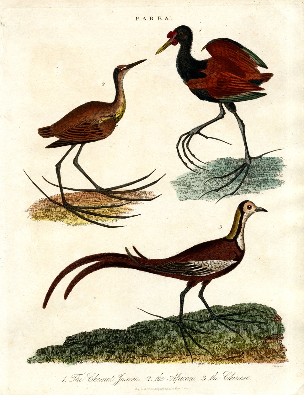 Parra-arter (jacanas) af John Pass