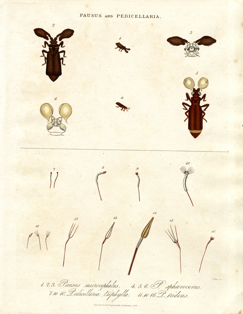Pausus og Pedicellaria - Insektarter af John Pass