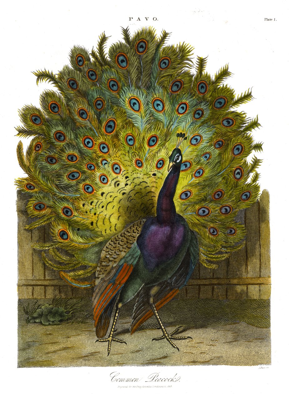 Pavo: Almindelig påfugl af John Pass