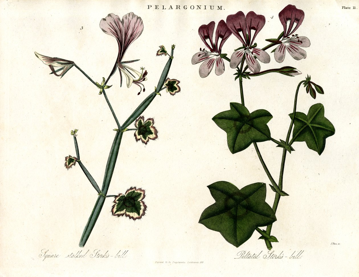 Pelargonium-arter (storkenæb) af John Pass