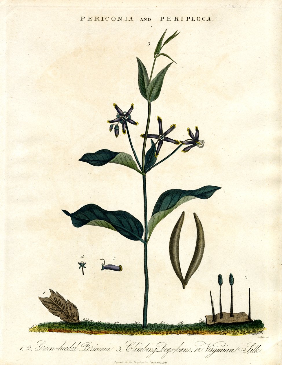 Periconia og Periploca af John Pass