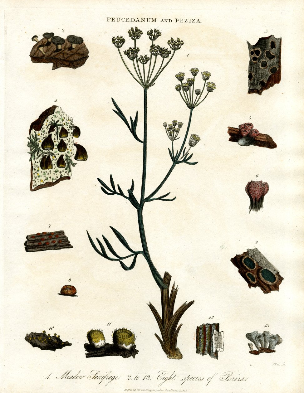 Peucedanum og Peziza af John Pass