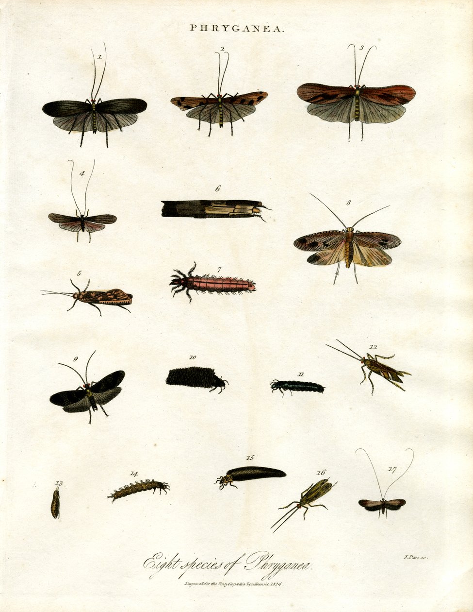 Phryganea - vandnymfer af John Pass