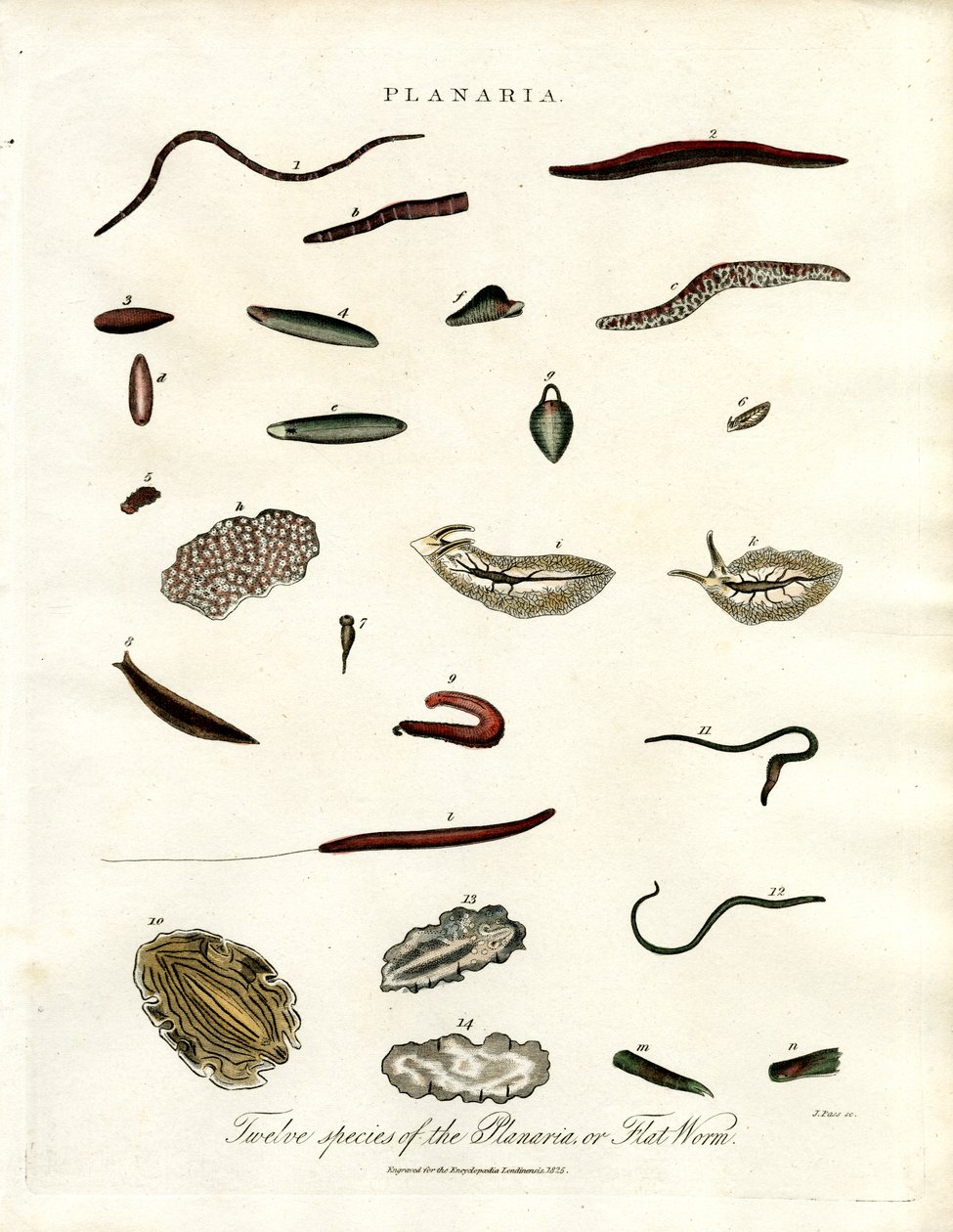 Planaria - Tolv arter af fladorme af John Pass