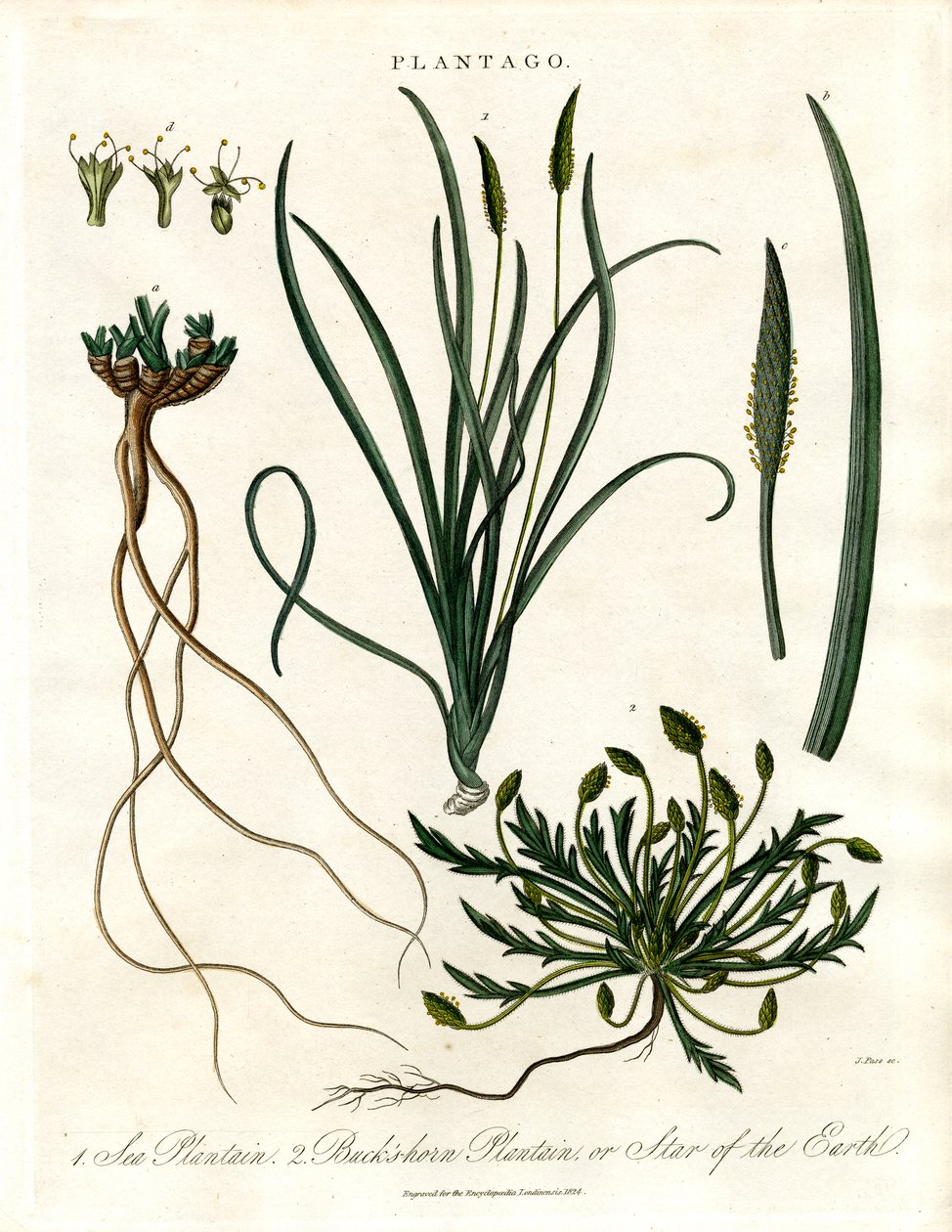 Plantago arter af John Pass