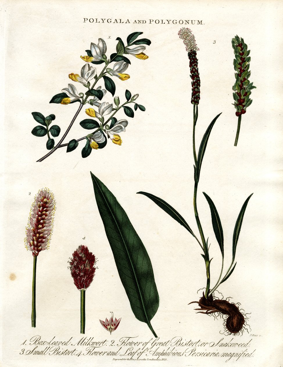 Polygala og Polygonum af John Pass