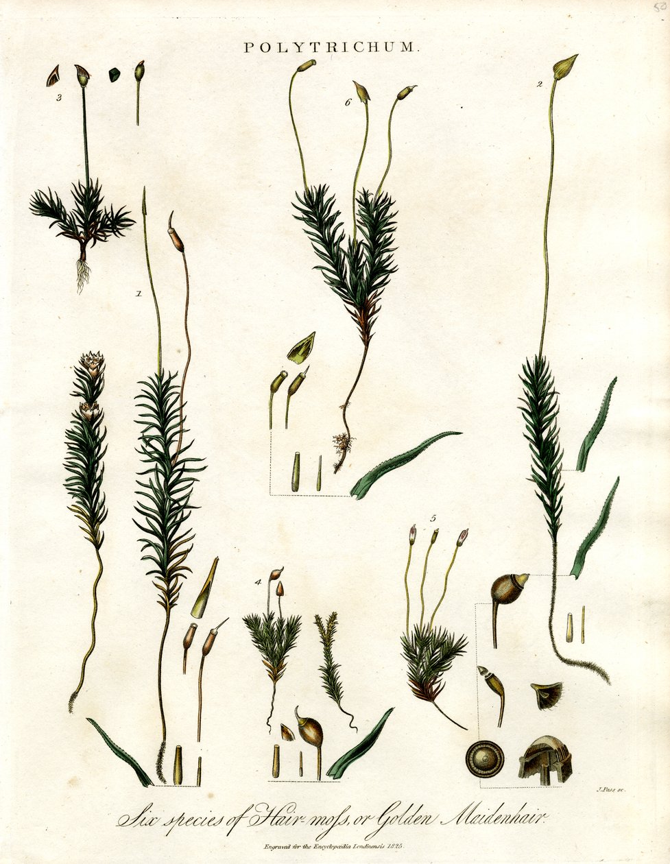Polytrichum af John Pass