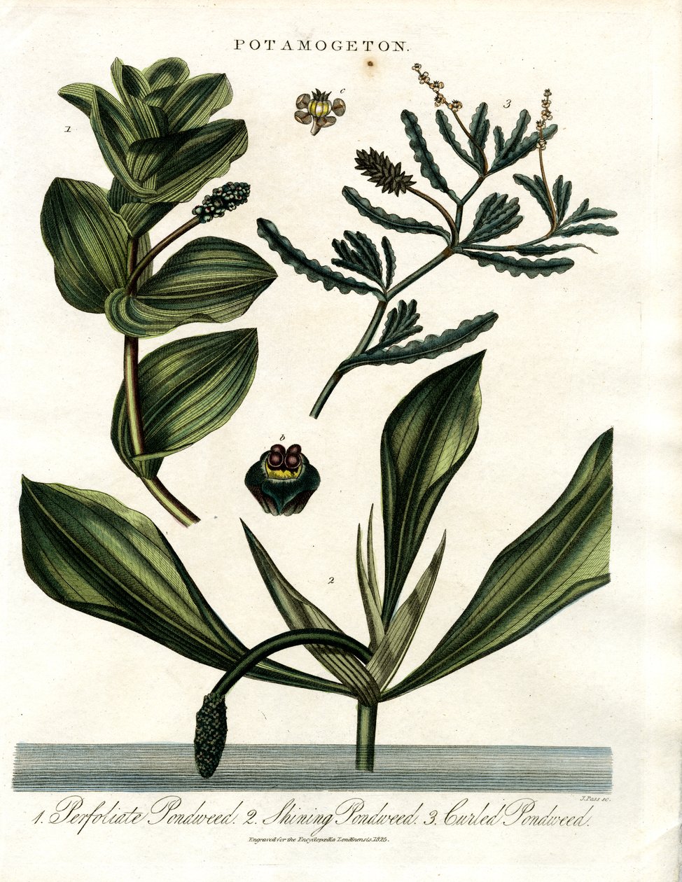 Potamogeton (arter af vandpest) af John Pass