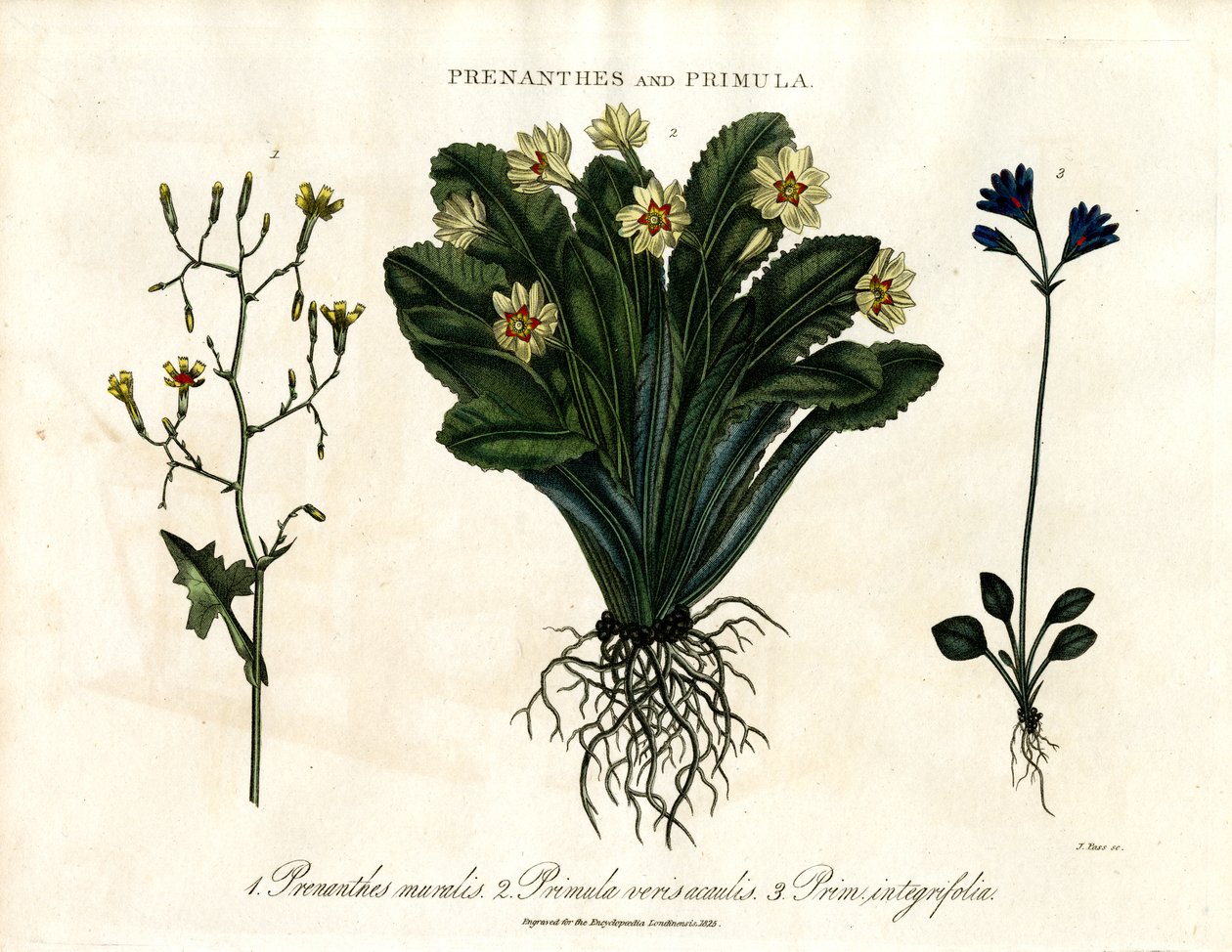 Prenanthes og Primula: Vægsalat;Primula og helbladet primula af John Pass