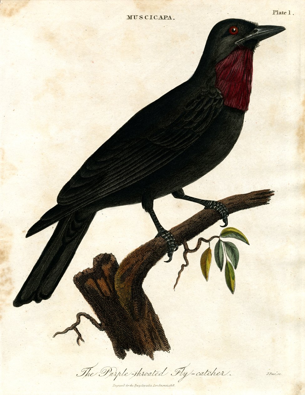 Purpurstrubet fluesnapper (Muscicapa) af John Pass