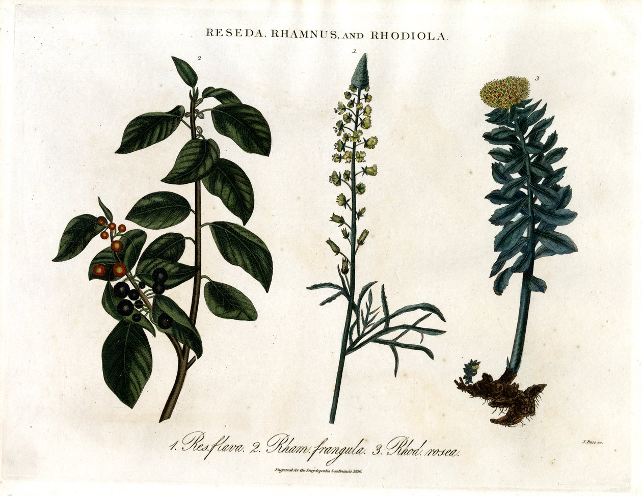 Reseda;Rhamnus og Rhodiola af John Pass