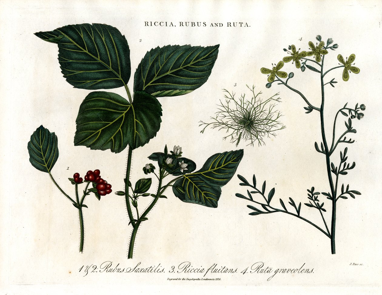 Riccia;Rubus og Ruta af John Pass