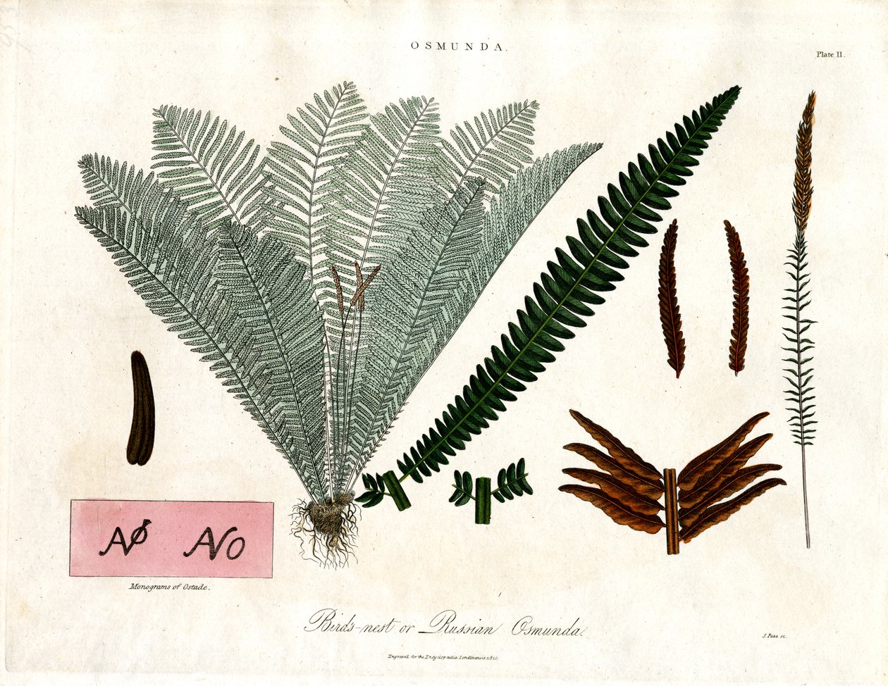 Kongelig bregne (Osmunda) af John Pass