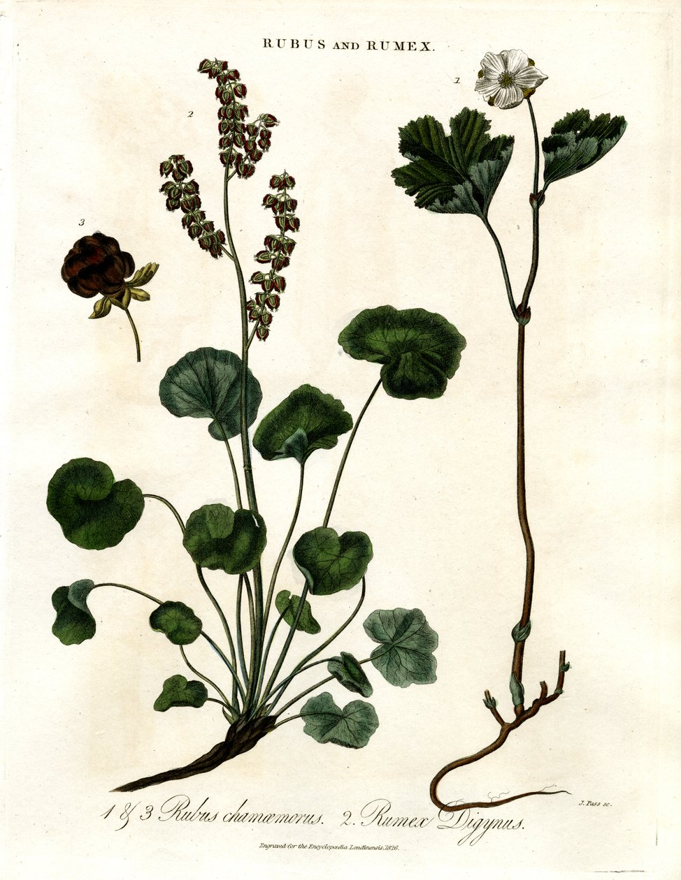 Rubus og Rumex: Multebær og bjergsyre af John Pass