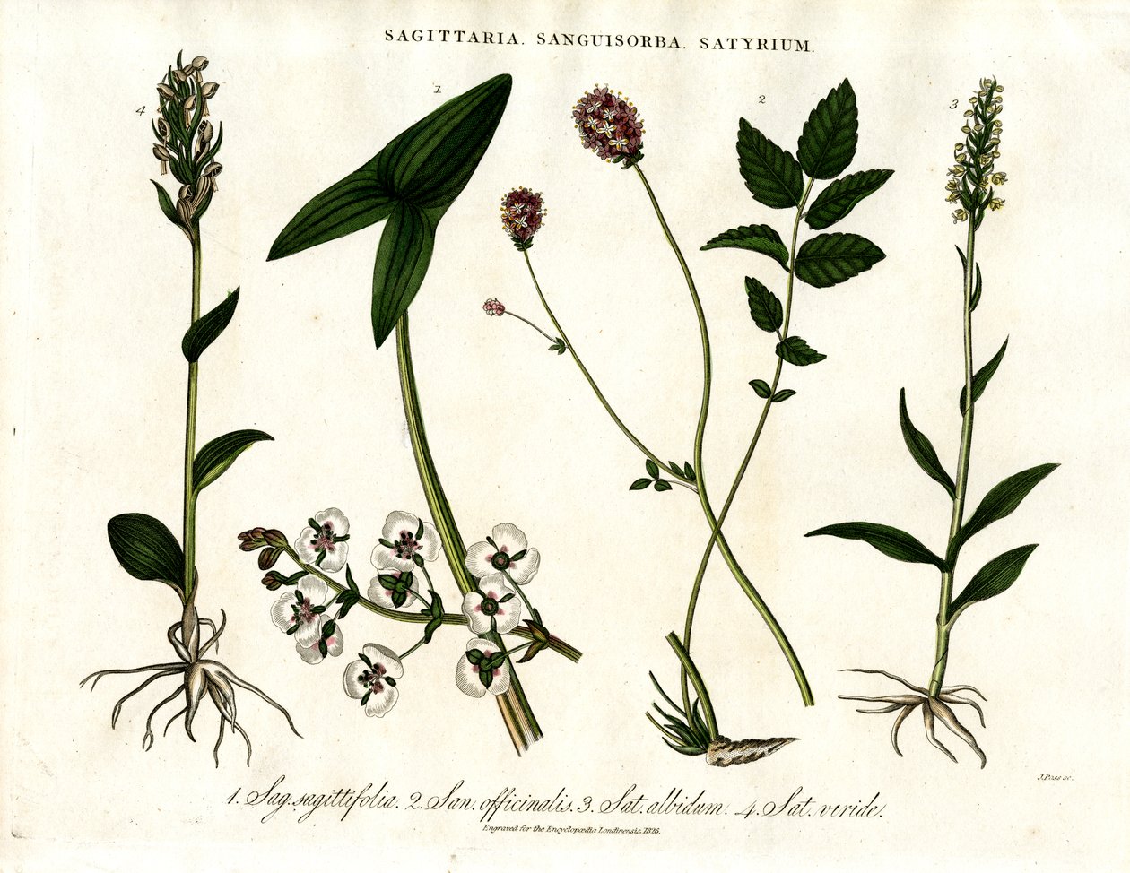 Sagittaria;Sanguisorba og Satyrium: Botanisk repræsentation af forskellige plantearter af John Pass