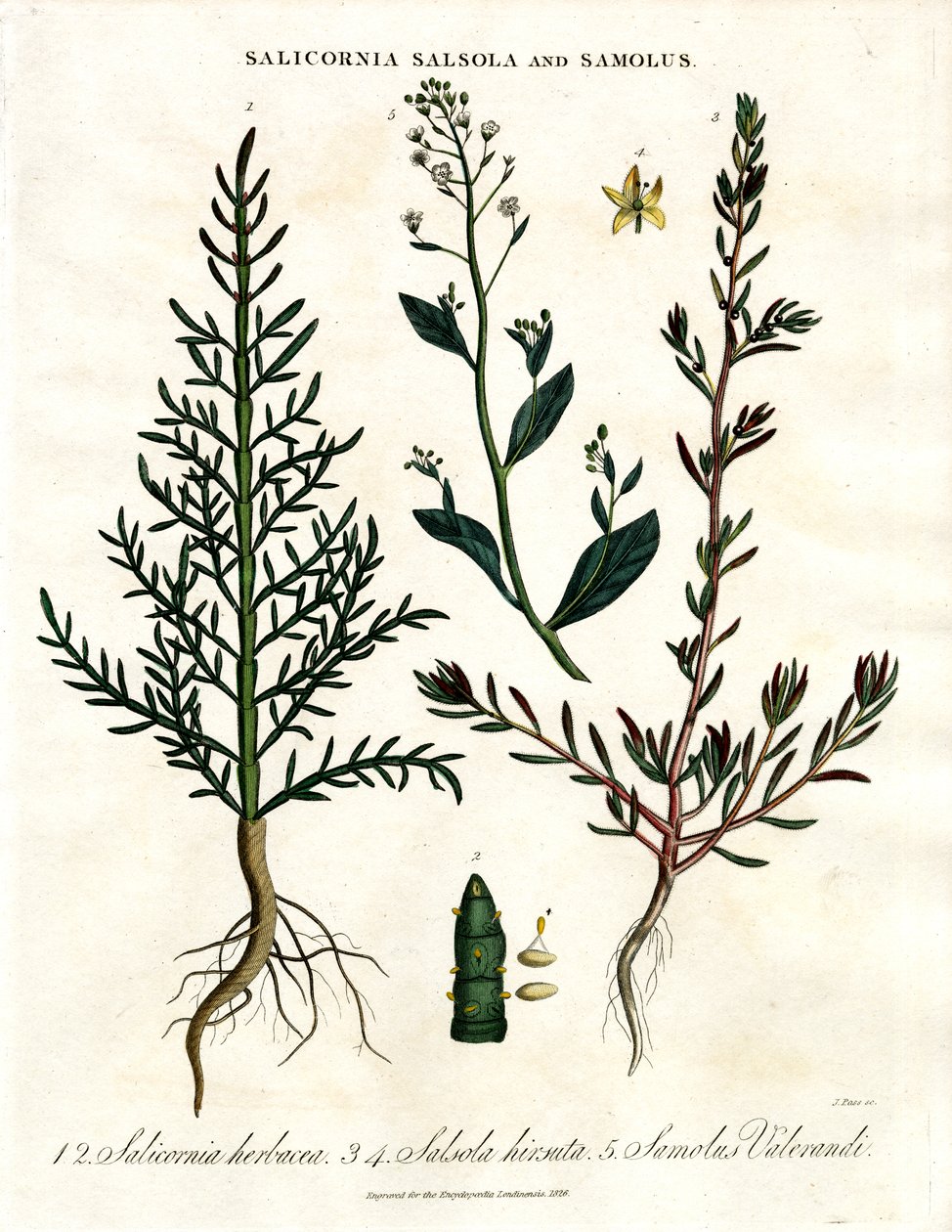 Salicornia;Salsola og Samolus: Halofytiske kystplanter af John Pass