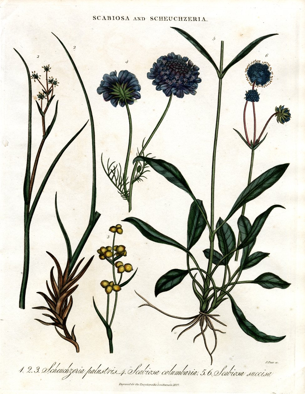 Scabiosa og Scheuchzeria af John Pass