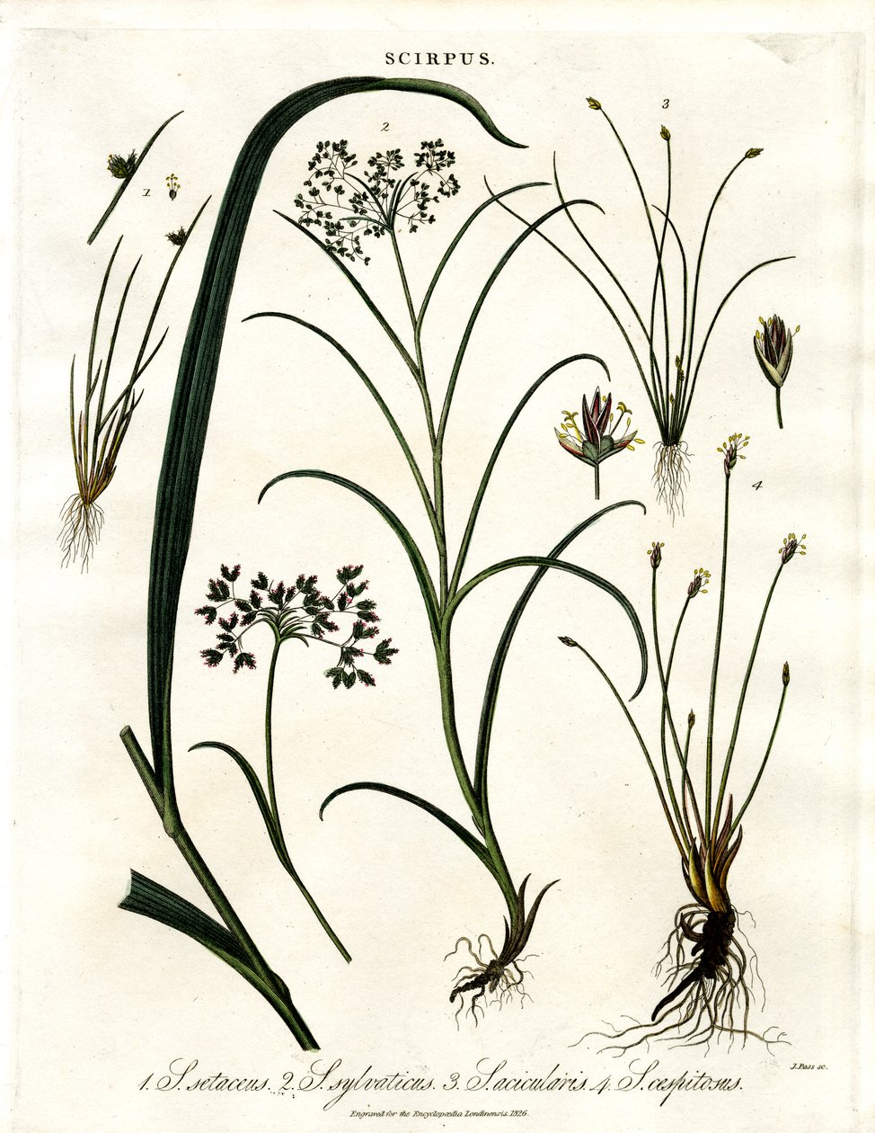 Scirpus-arter af John Pass
