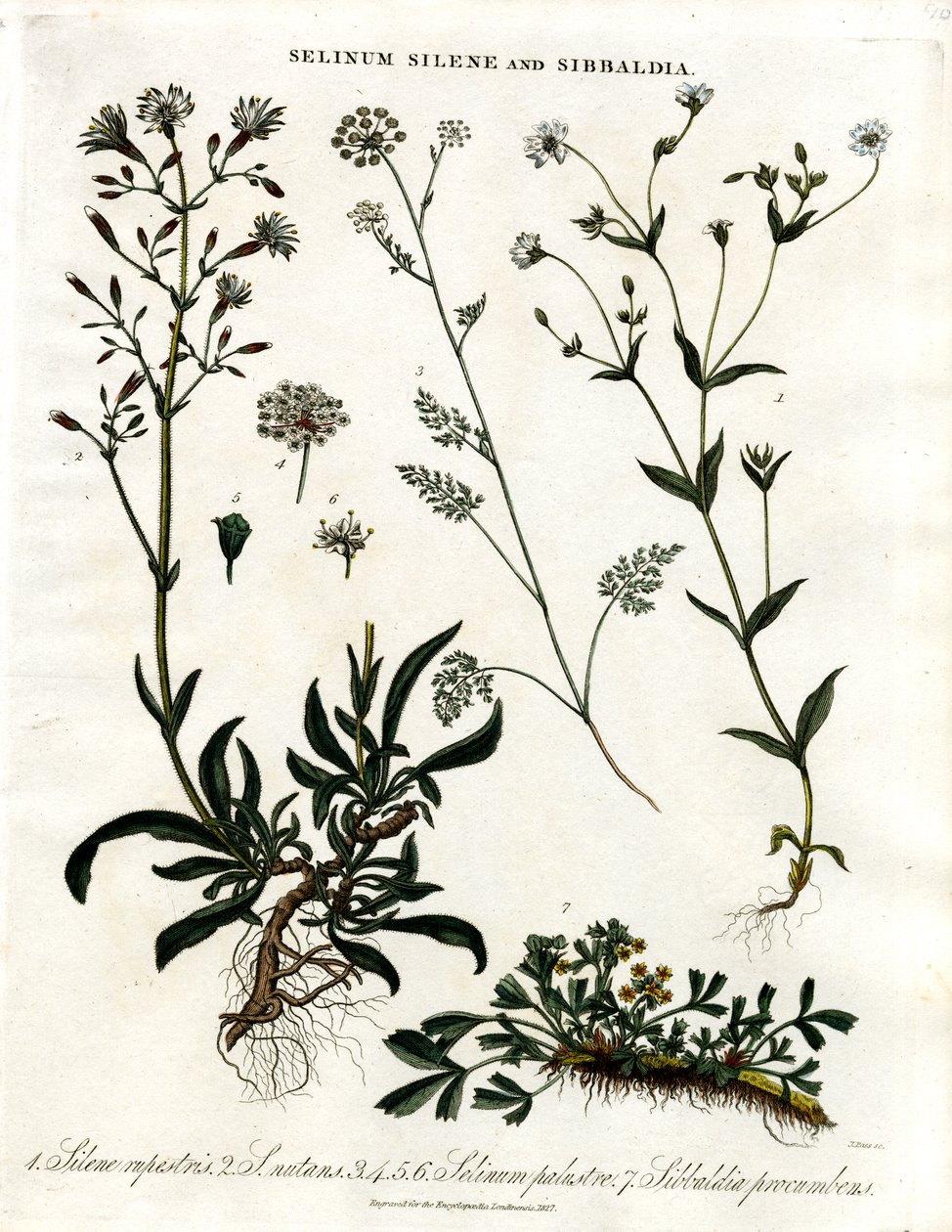 Selinum;Silene og Sibbaldia af John Pass