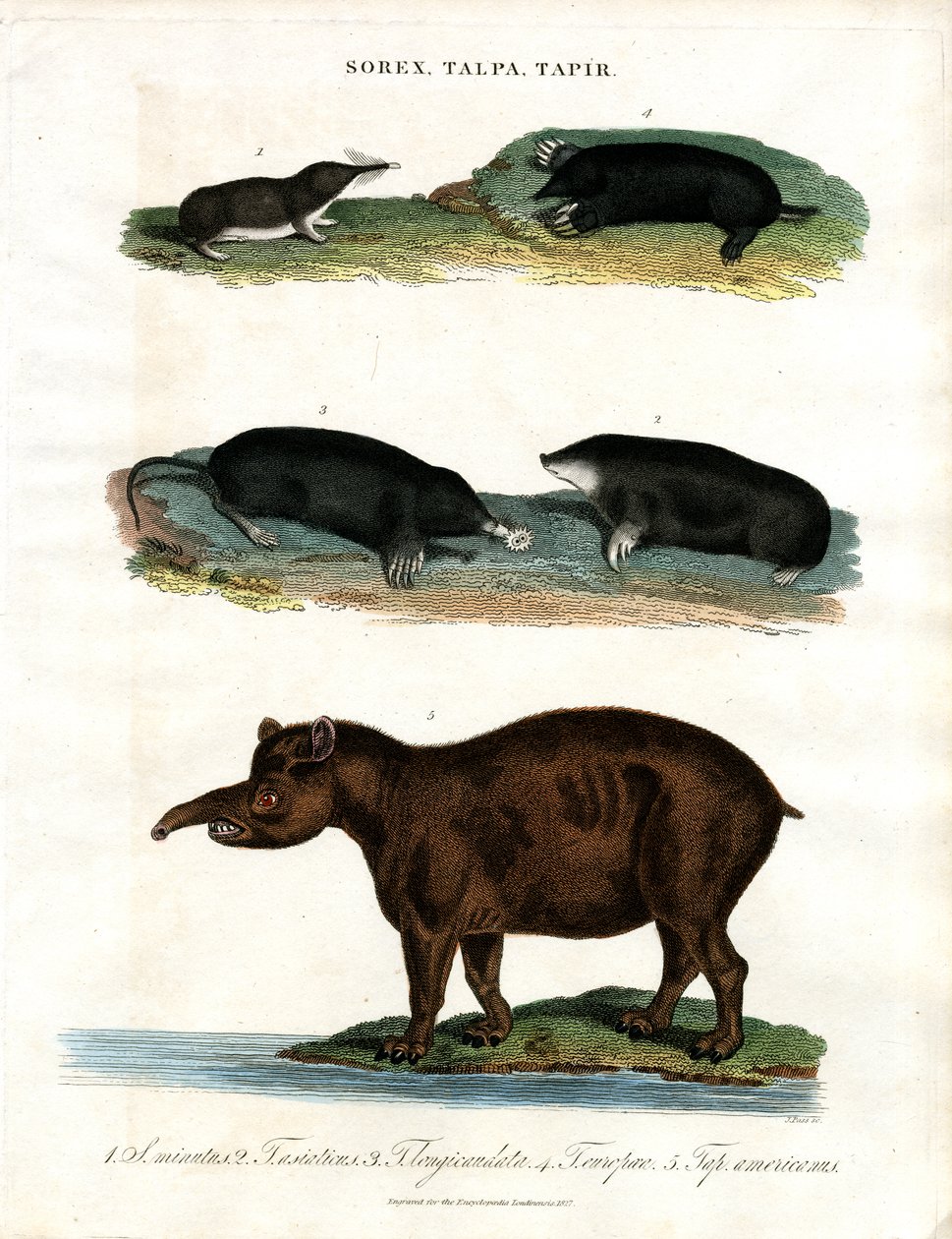 Sorex;Talpa;Tapir: Spidsmus;Muldvarpe og tapirer af John Pass