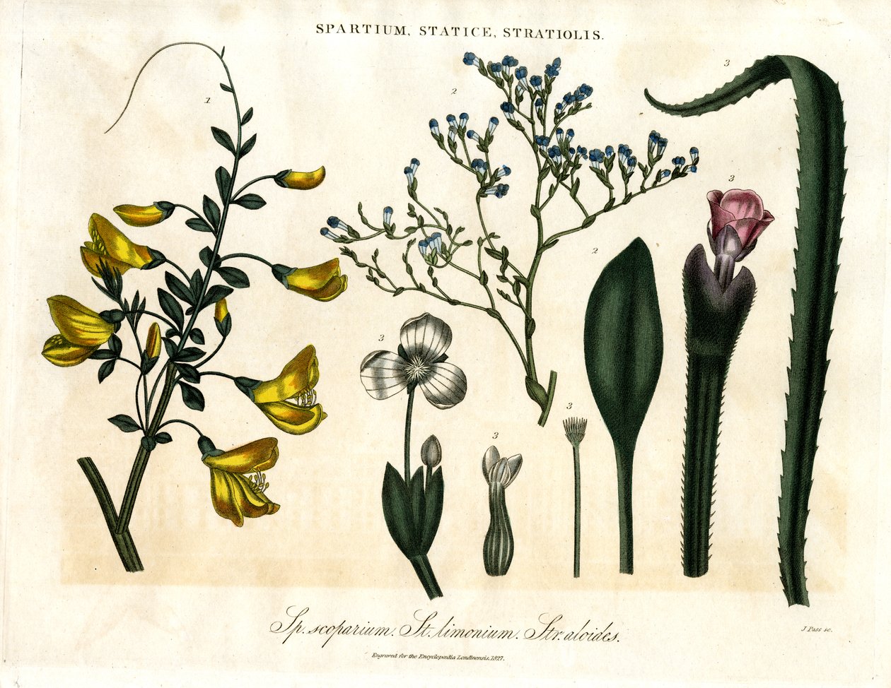 Spartium;Statice og Stratiolis af John Pass