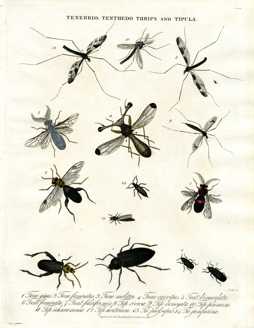Tenebrio;Tenthedo;Thrips og Tipula - Insektmangfoldighed af John Pass