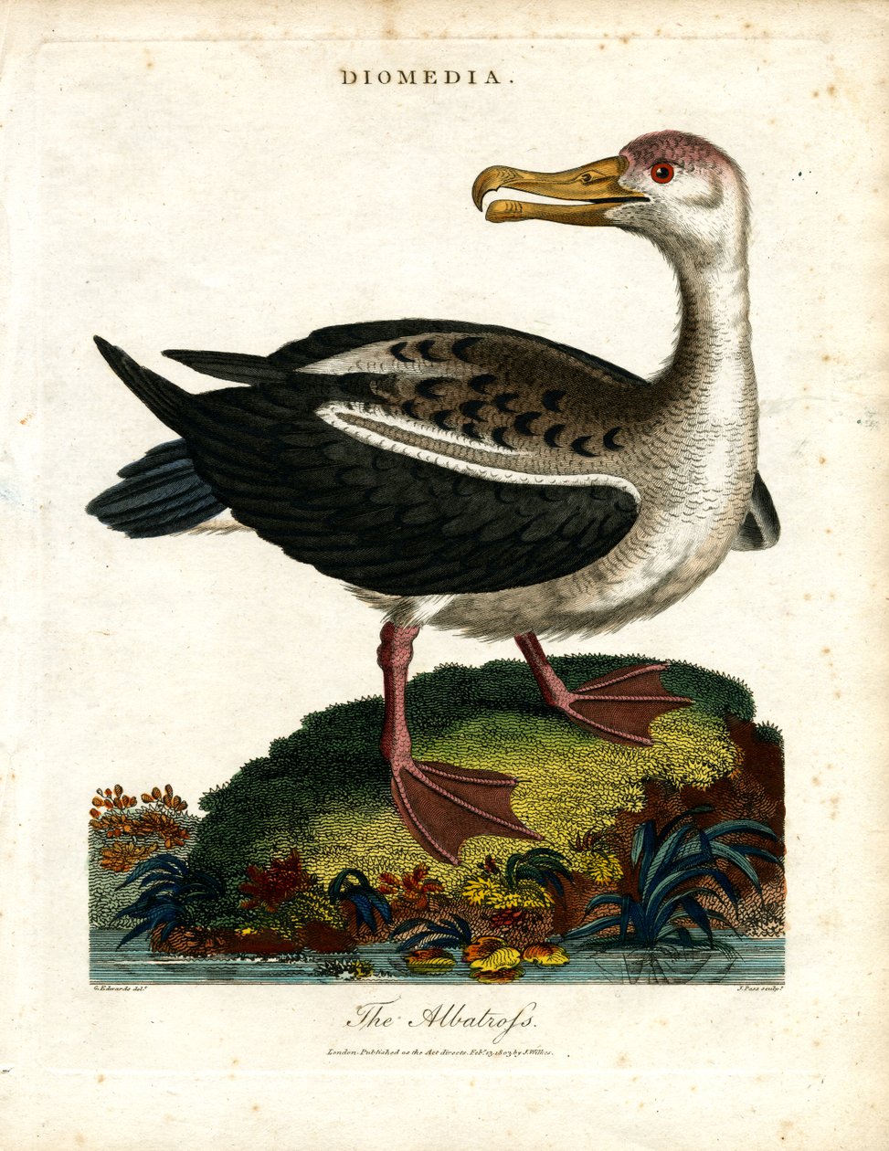 Albatrossen af John Pass