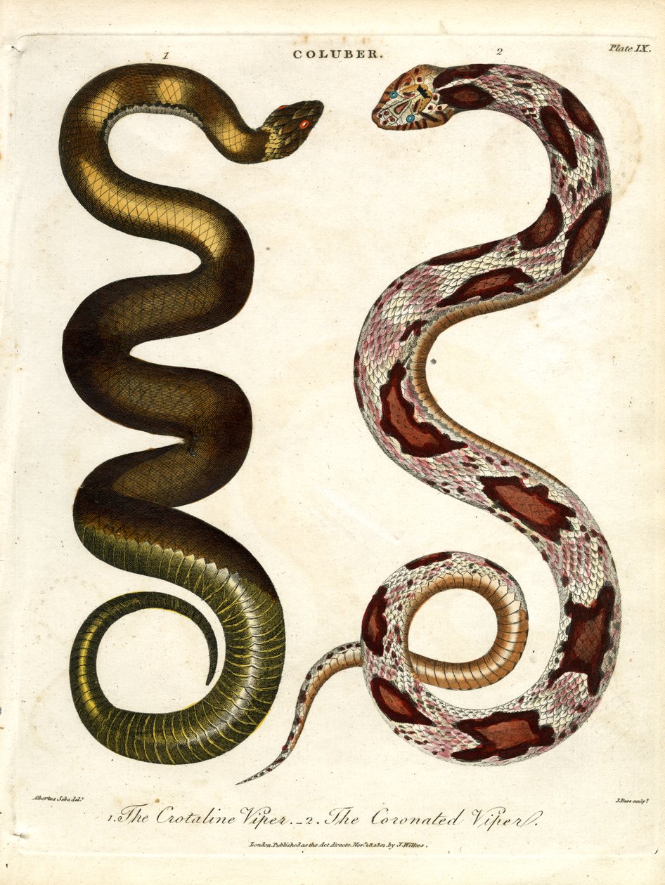 Crotaline Viper og The Coronated Viper af John Pass