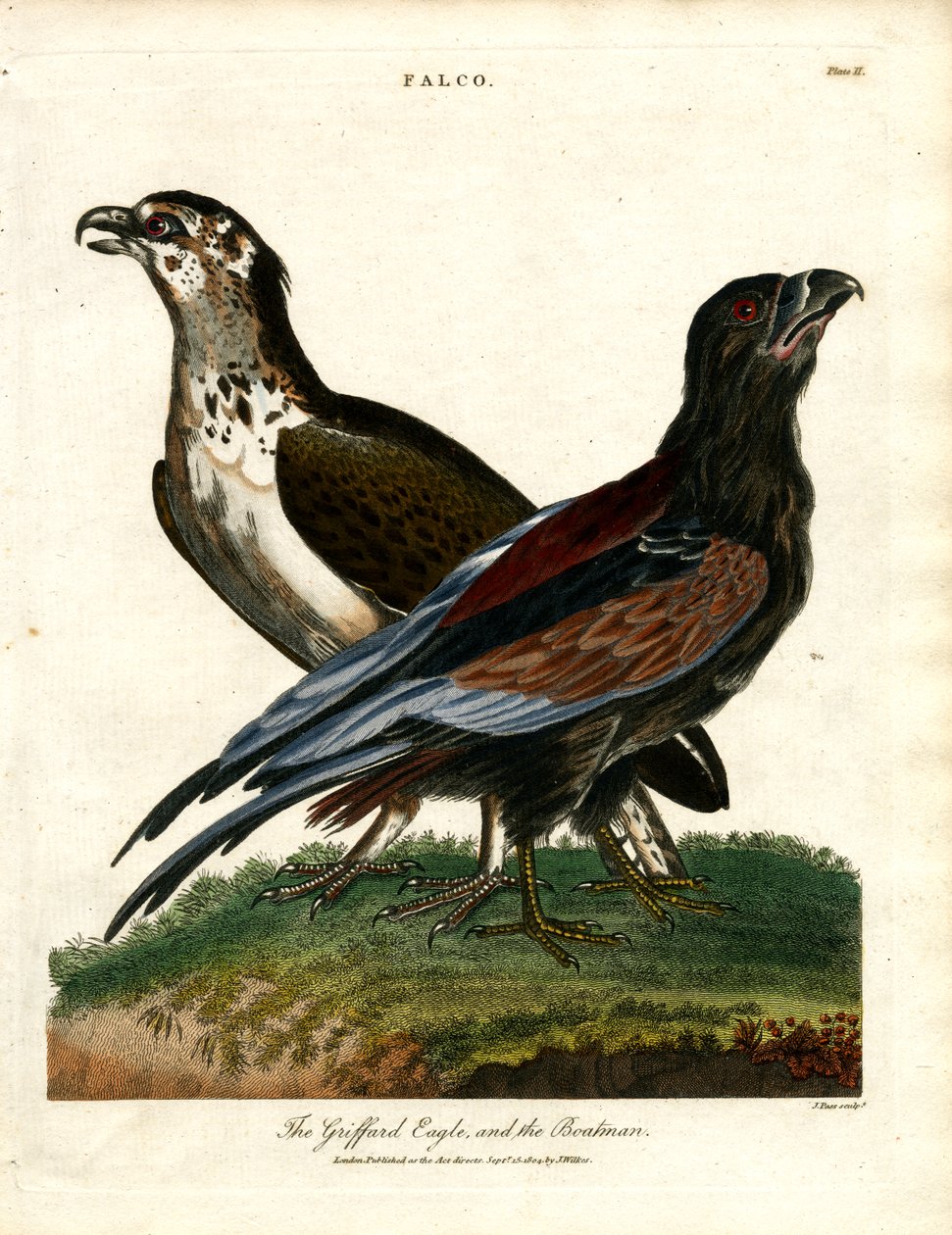 Griffard-ørnen og bådsmanden af John Pass