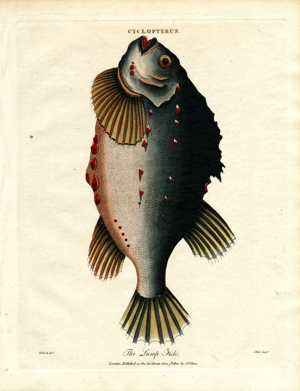 Klumpfisken af John Pass