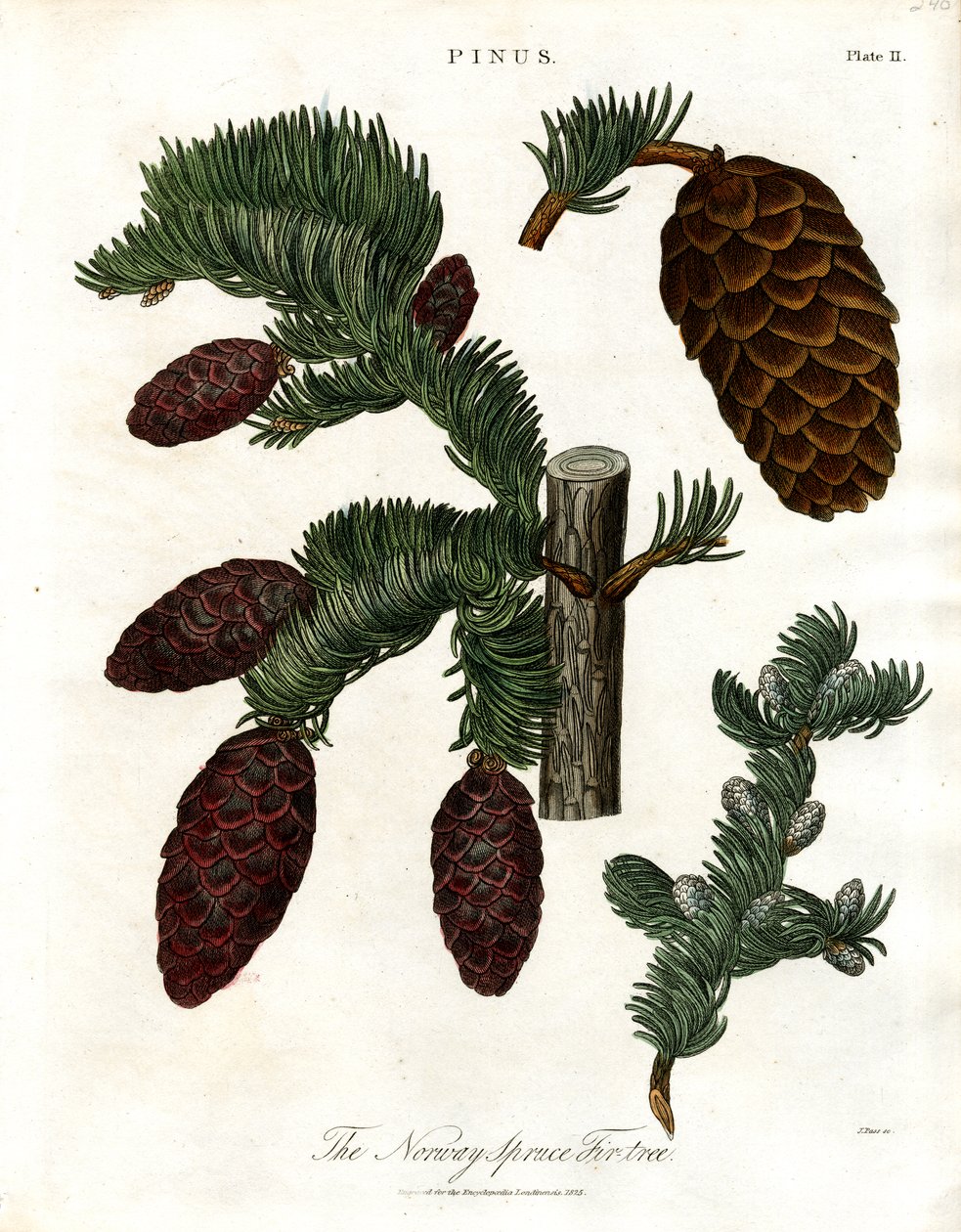 Det norske grantræ Fir-tree af John Pass
