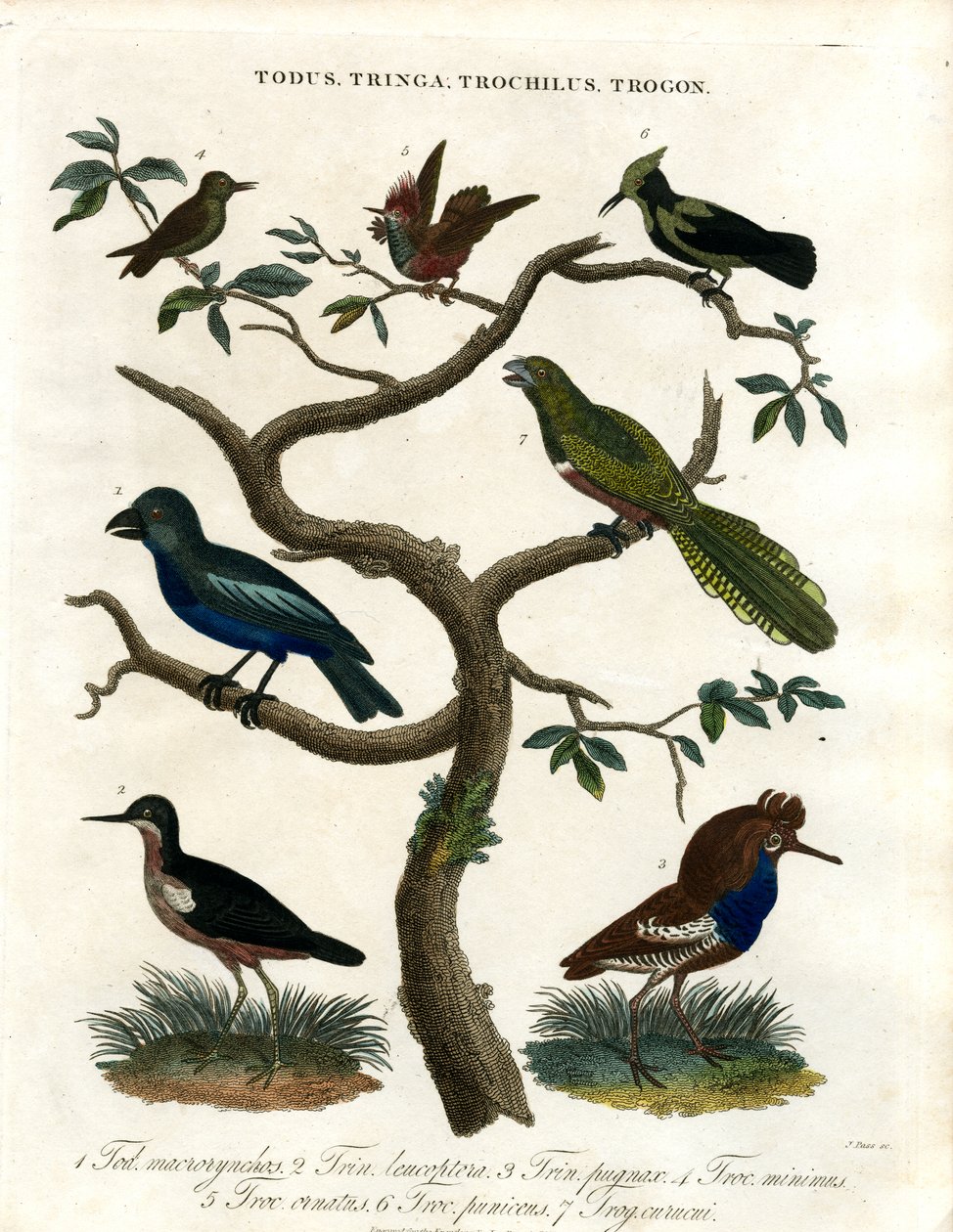 Todus;Tringa;Trochilus og Trogon af John Pass