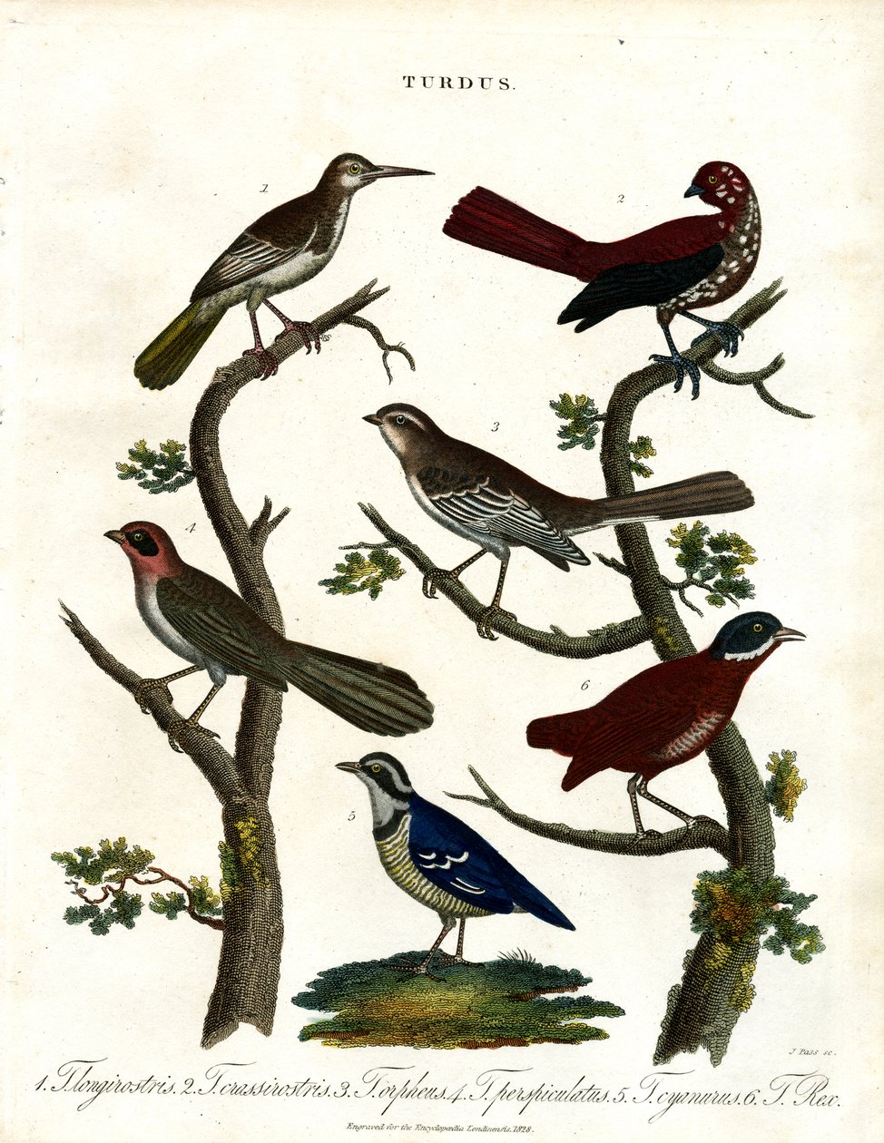 Forskellige arter af drosler (Turdus) af John Pass