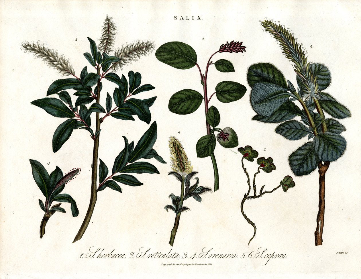 Forskellige arter af pil (Salix) af John Pass